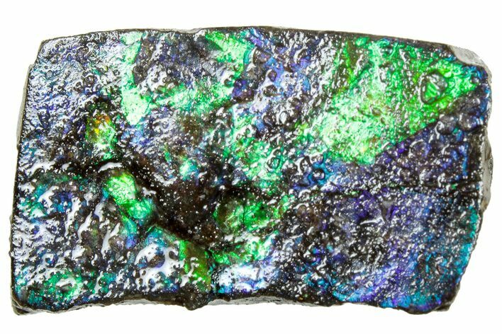 Iridescent Ammolite (Fossil Ammonite Shell) - Alberta #311410